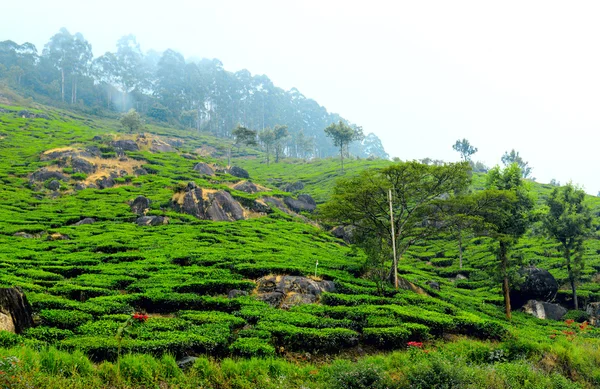 Plantation de thé dans la brume, Kerala, Inde du Sud — Photo