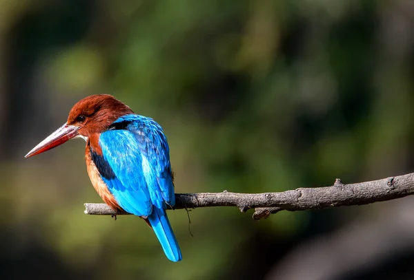 Blue Kingfisher bird, on a branch, beak left — Stock Photo, Image