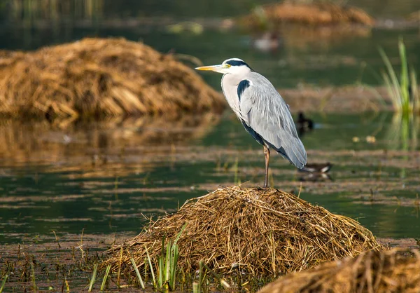 Reiger — Stockfoto