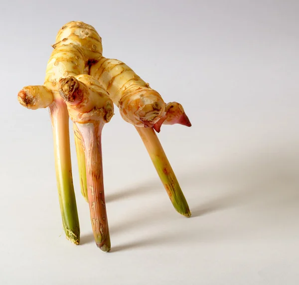 Ginger root isolated — Stock Photo, Image