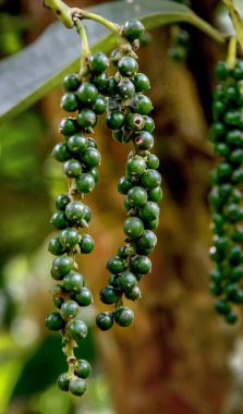 Taze yeşil biber Piper Nigrum ağaç üzerinde