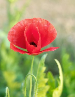 Kırmızı poppey çiçek
