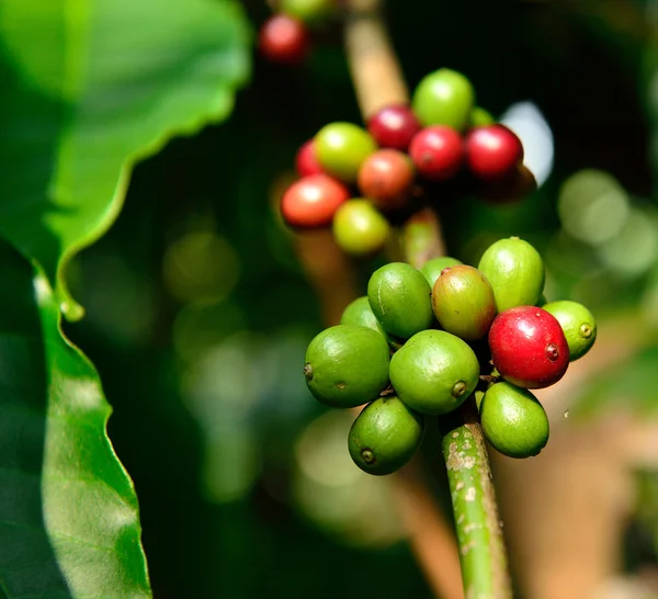 Kaffeeplantage in Südindien lizenzfreie Stockfotos