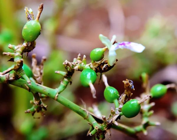 Filtros de cardamomo verdes e não maduros com flor Imagens De Bancos De Imagens