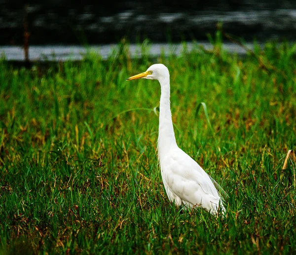 Garza blanca, India — Foto de Stock