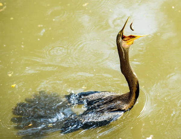 Anhinga attraper l'oiseau — Photo