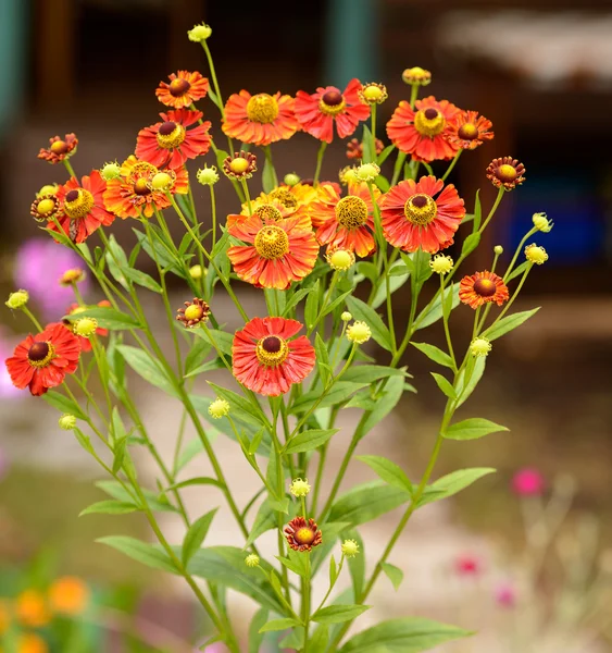 Marigolds flowera Tagetes erecta — Stockfoto
