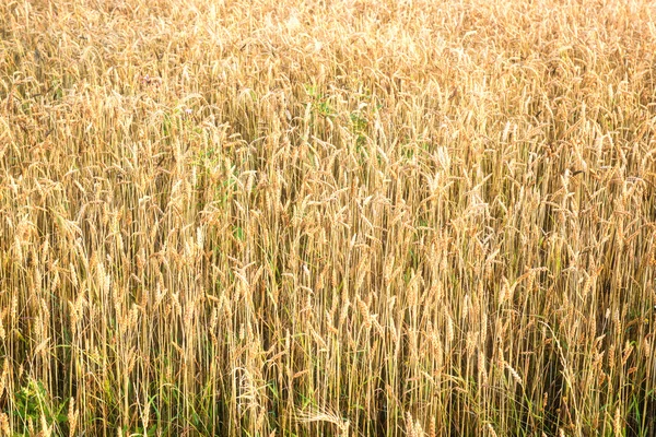 Field of wheat at sunset — Stock Photo, Image