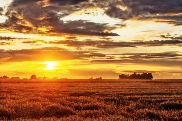 Gün batımında buğday tarlası olan kırsal alan