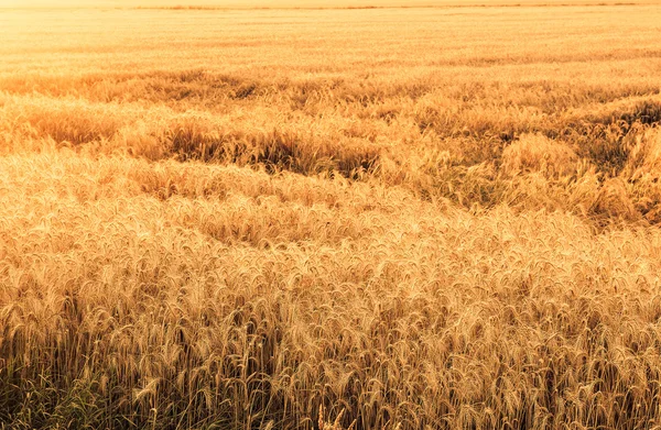 Field of wheat at sunset — Stock Photo, Image