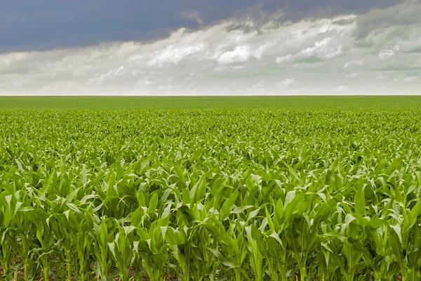 Cornfield Royalty Free Stock Images