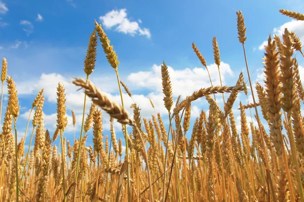 Frumento feild maturo — Foto Stock