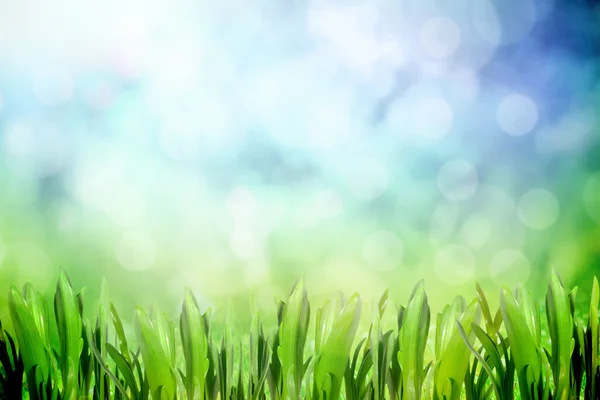 Grass meadow in the field — Stock Photo, Image