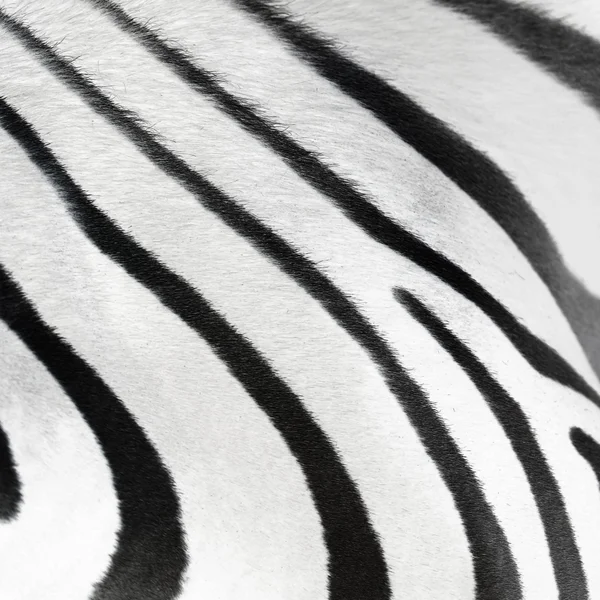 Oppervlakte van de huid van de Zebra — Stockfoto