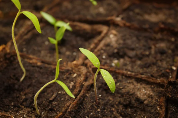 Brotes verdes en el suelo — Foto de Stock