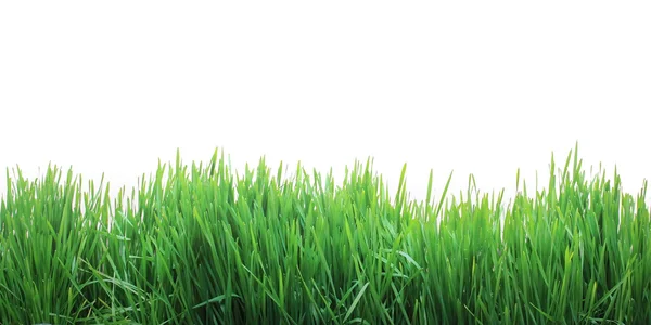 Yeşil çim izole — Stok fotoğraf