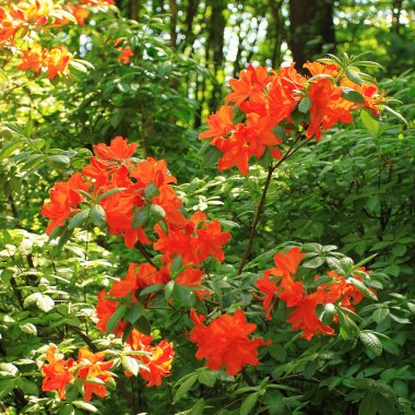 Turuncu renk ormangülü çiçek