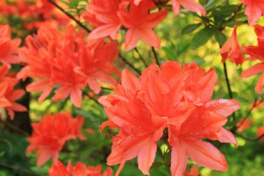 Turuncu renk ormangülü çiçek