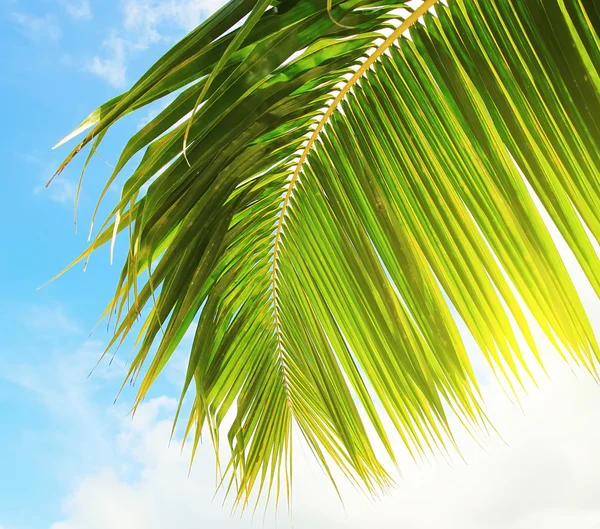 Frisches Palmblatt — Stockfoto