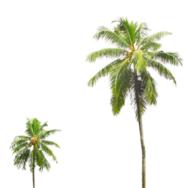 Beyaz palmiye ağaçlarının — Stok fotoğraf