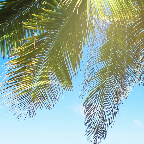 Palmiye ağacı ve gökyüzü — Stok fotoğraf