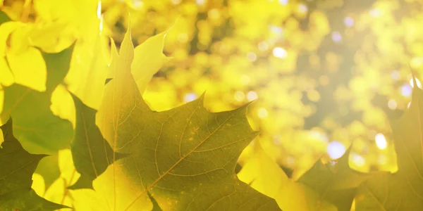 Folhas de outono de bordo — Fotografia de Stock