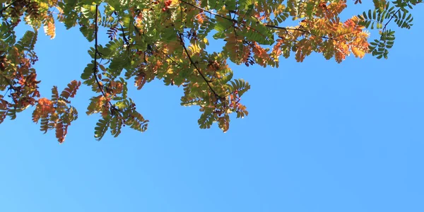 Gökyüzü yapraklarda Rowan — Stok fotoğraf