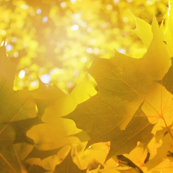 もみじの紅葉 — ストック写真