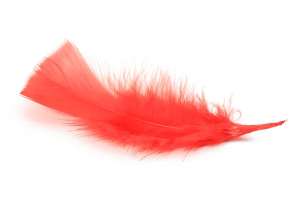 White feather on white — Stock Photo, Image