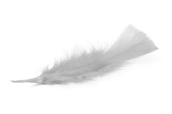 White feather op wit — Stockfoto