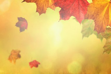 düşen akçaağaç yaprakları