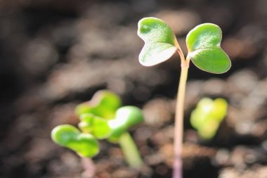 Brüksel lahanası grubu