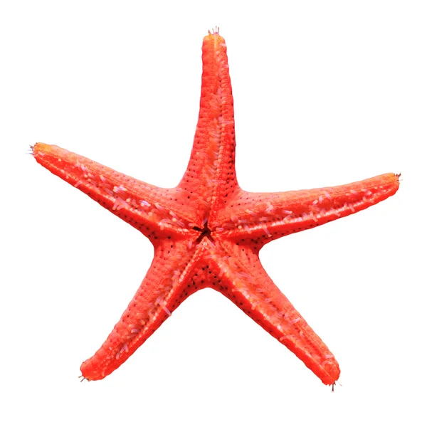 Estrella de mar roja viva —  Fotos de Stock