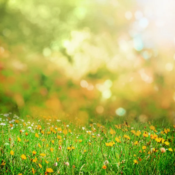 Path in field — Stock Photo, Image