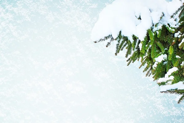 Passar tre i snö — Stockfoto