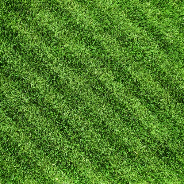 Травяная лужайка — стоковое фото