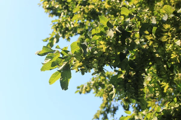 Green linden tree — Stock Photo, Image