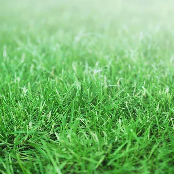 Grass field — Stock Photo, Image