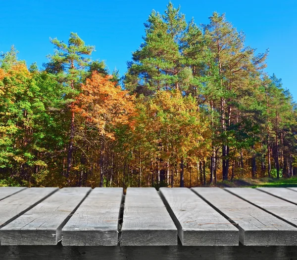 秋の森 — ストック写真