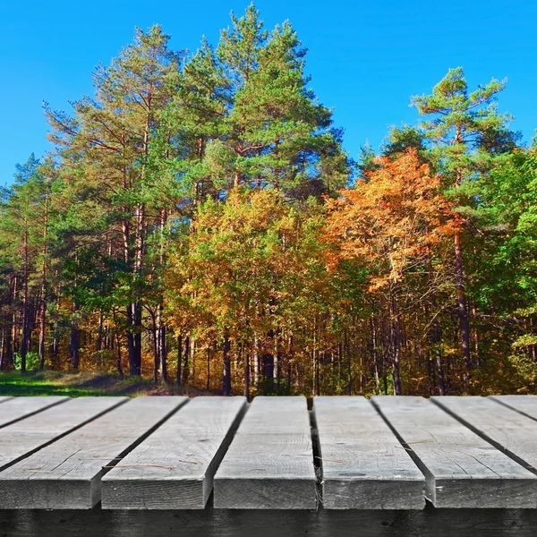 Bosque de otoño —  Fotos de Stock