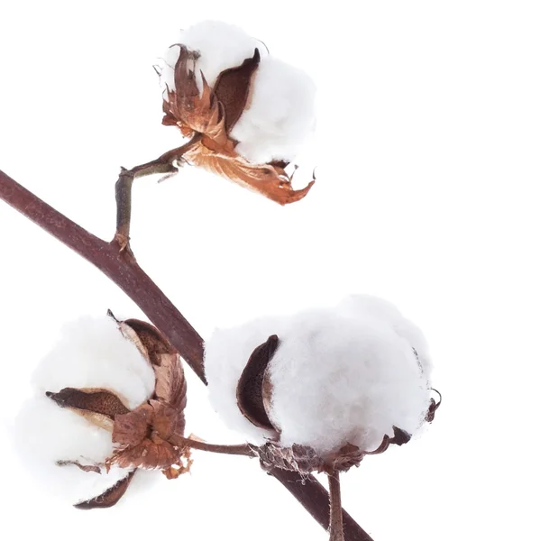 Branch of the cotton Stock Picture