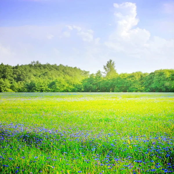 Campo de Knapweed — Fotografia de Stock