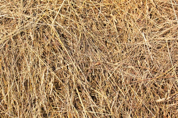 Hay background — Stock Photo, Image