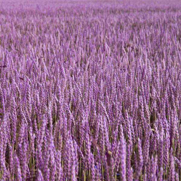 Violet field — Stock Photo, Image