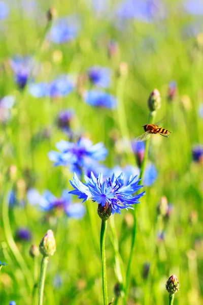 Bee on knapweed field — Stock Photo, Image