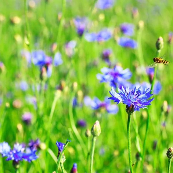 矢车菊场蜜蜂 — 图库照片