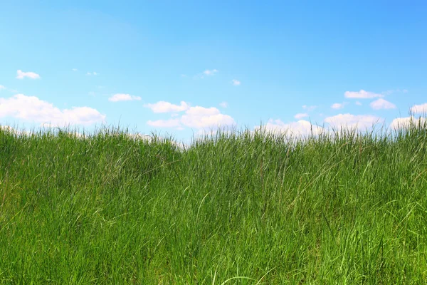 Campo estivo — Foto Stock