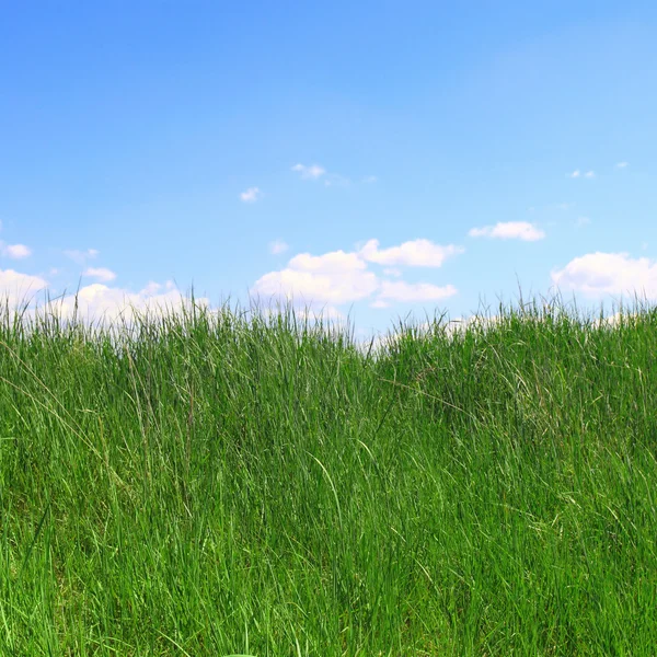 Zomerveld — Stockfoto