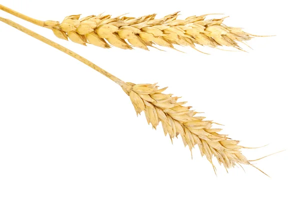Tres orejas de trigo —  Fotos de Stock