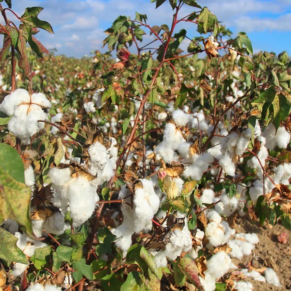 Cotton field — Stock Photo, Image